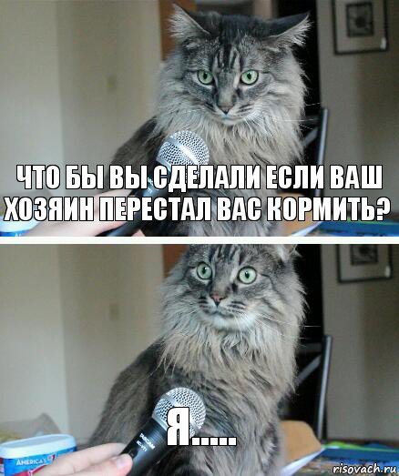 Что бы вы сделали если ваш хозяин перестал вас кормить? Я....., Комикс  кот с микрофоном