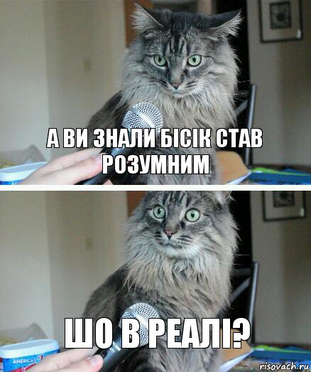 А ви знали бісік став розумним Шо в реалі?, Комикс  кот с микрофоном