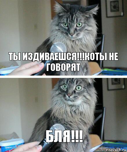 ТЫ ИЗДИВАЕШСЯ!!!Коты не говорят БЛЯ!!!, Комикс  кот с микрофоном