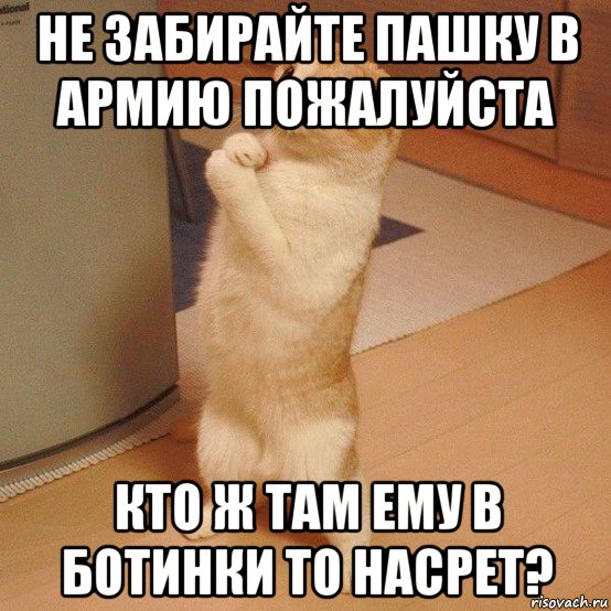 не забирайте пашку в армию пожалуйста кто ж там ему в ботинки то насрет?, Мем  котэ молится