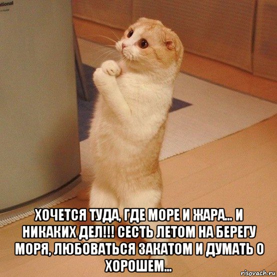  хочется туда, где море и жара… и никаких дел!!! сесть летом на берегу моря, любоваться закатом и думать о хорошем…, Мем  котэ молится