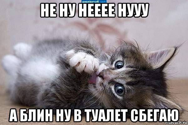 не ну нееее нууу а блин ну в туалет сбегаю, Мем  котенок