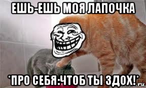 ешь-ешь моя лапочка *про себя:чтоб ты здох!*, Мем Котэйко