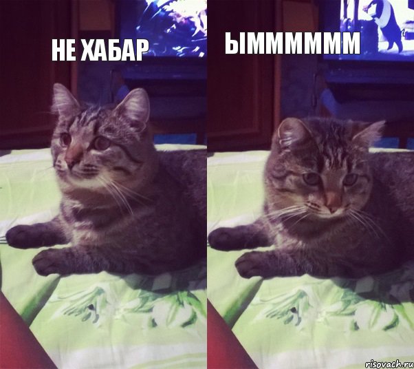 не хабар ымммммм, Комикс котик