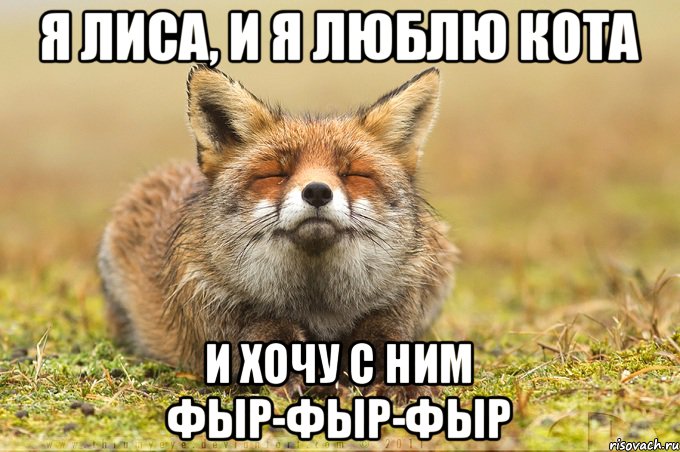 я лиса, и я люблю кота и хочу с ним фыр-фыр-фыр