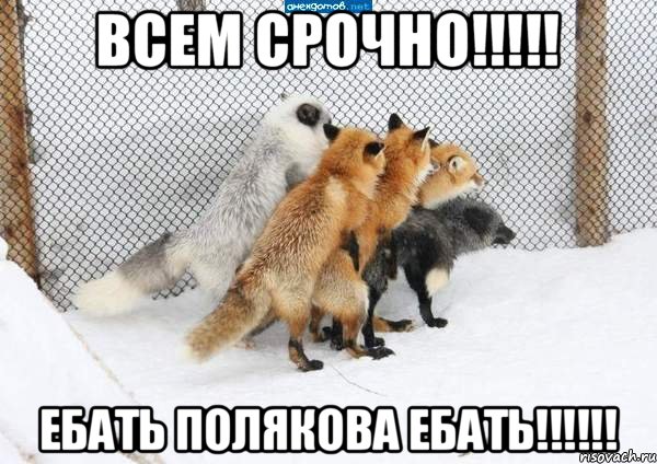 Всем срочно!!!!! Ебать Полякова ебать!!!!!!, Мем лисы