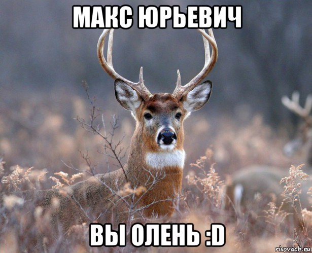 макс юрьевич вы олень :d, Мем   Наивный олень