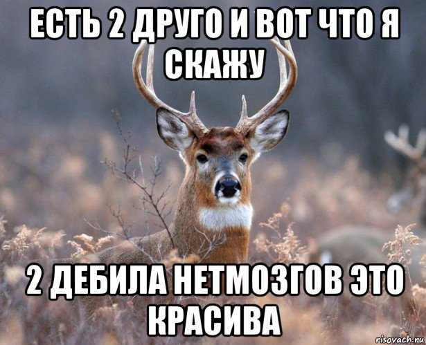 есть 2 друго и вот что я скажу 2 дебила нетмозгов это красива, Мем   Наивный олень