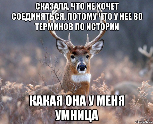 сказала, что не хочет соединяться, потому что у нее 80 терминов по истории какая она у меня умница, Мем   Наивный олень