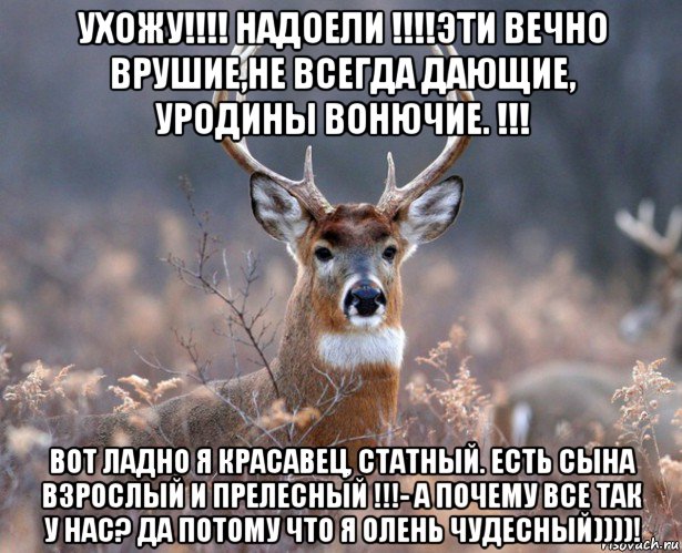 ухожу!!!! надоели !!!!эти вечно врушие,не всегда дающие, уродины вонючие. !!! вот ладно я красавец, статный. есть сына взрослый и прелесный !!!- а почему все так у нас? да потому что я олень чудесный))))!, Мем   Наивный олень