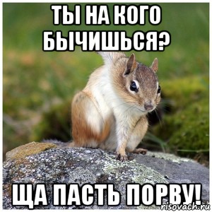 Ща придумаем. Порвало Мем. Ща порву котенок. Картинка ща порву.