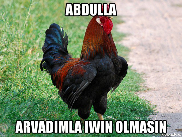 abdulla arvadimla iwin olmasin, Мем петух