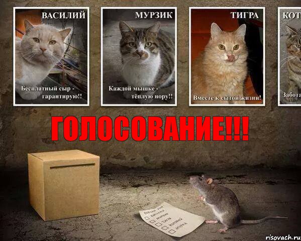 голосование!!!, Комикс пп