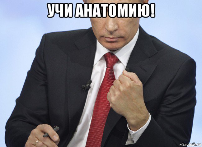учи анатомию! , Мем Путин показывает кулак