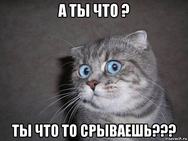 а ты что ? ты что то срываешь???, Мем  удивлённый кот