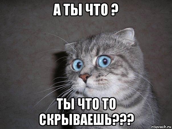 а ты что ? ты что то скрываешь???, Мем  удивлённый кот