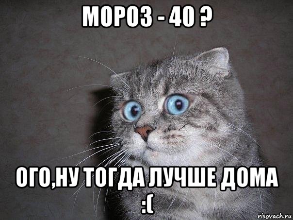 мороз - 40 ? ого,ну тогда лучше дома :(, Мем  удивлённый кот