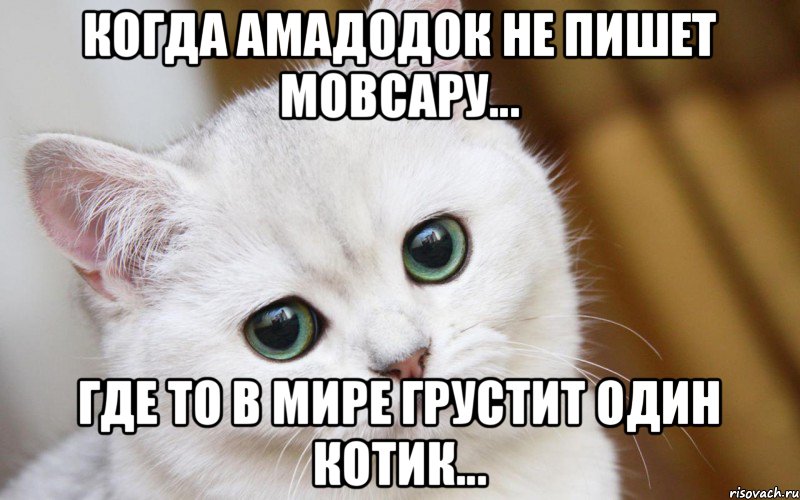 Когда Амадодок не пишет Мовсару... Где то в мире грустит один котик..., Мем  В мире грустит один котик