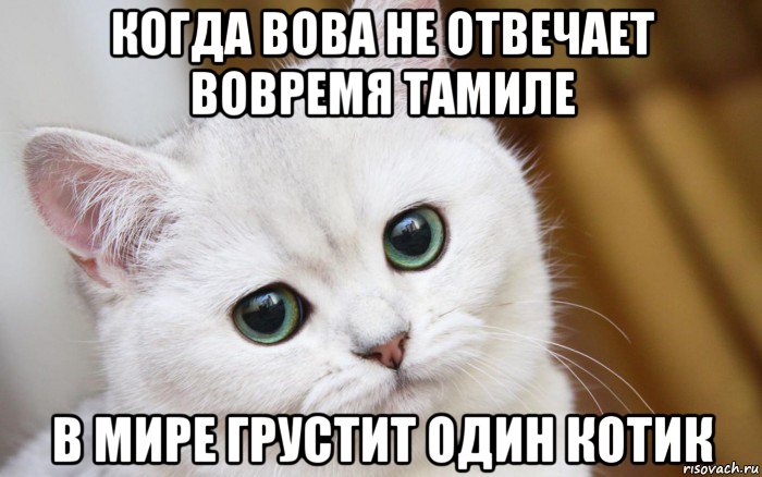 когда вова не отвечает вовремя тамиле в мире грустит один котик, Мем  В мире грустит один котик