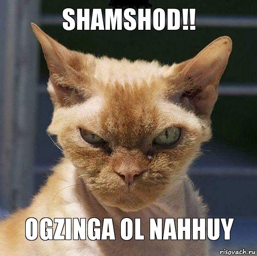 Shamshod!! Ogzinga ol nahhuy, Комикс  злой кот