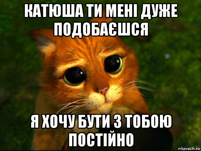 катюша ти мені дуже подобаєшся я хочу бути з тобою постійно, Мем кот из шрека