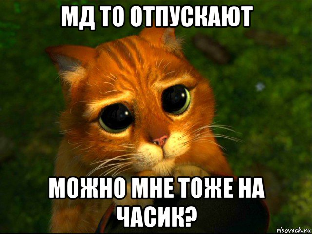 мд то отпускают можно мне тоже на часик?, Мем кот из шрека