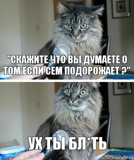 "Скажите что вы думаете о том если сем подорожает ?" Ух ты бл*ть, Комикс  кот с микрофоном