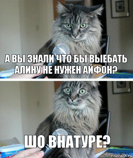 А вы знали что бы выебать Алину не нужен айфон? Шо внатуре?, Комикс  кот с микрофоном