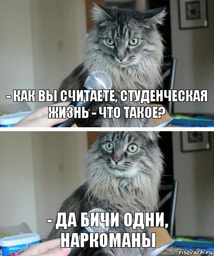 - Как вы считаете, студенческая жизнь - что такое? - Да бичи одни, наркоманы, Комикс  кот с микрофоном