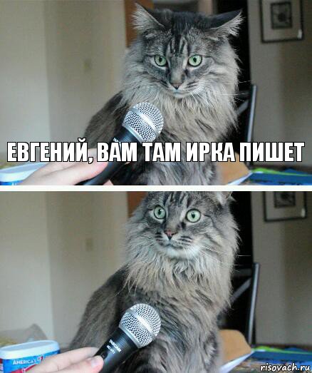 Евгений, вам там Ирка пишет , Комикс  кот с микрофоном
