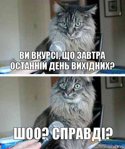 Ви вкурсі, що завтра останній день вихідних? Шоо? справді?, Комикс  кот с микрофоном