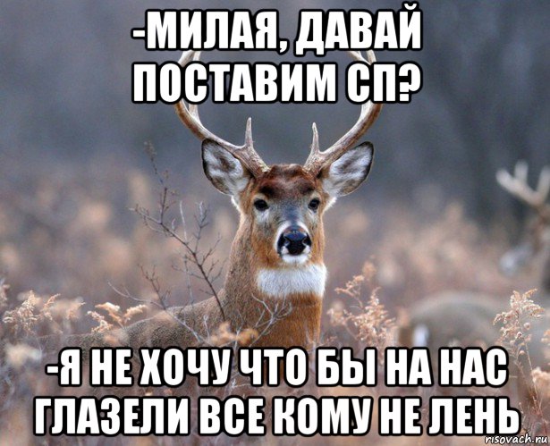 -милая, давай поставим сп? -я не хочу что бы на нас глазели все кому не лень, Мем   Наивный олень