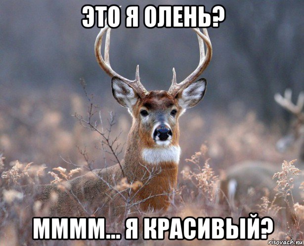 это я олень? мммм... я красивый?, Мем   Наивный олень