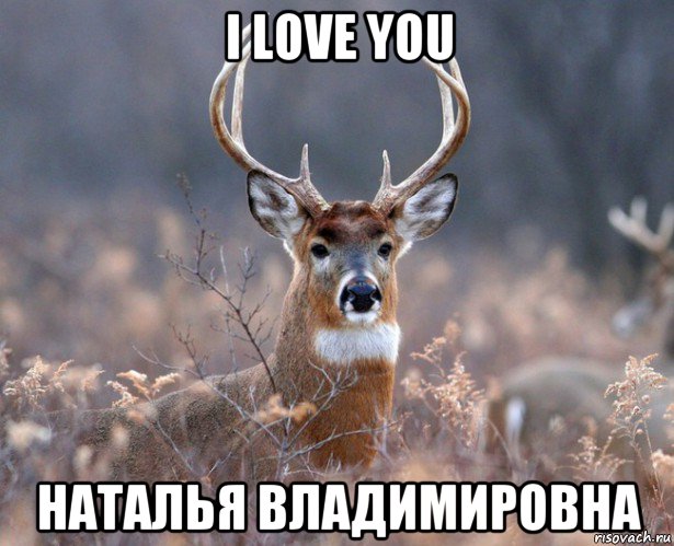 i love you наталья владимировна, Мем   Наивный олень