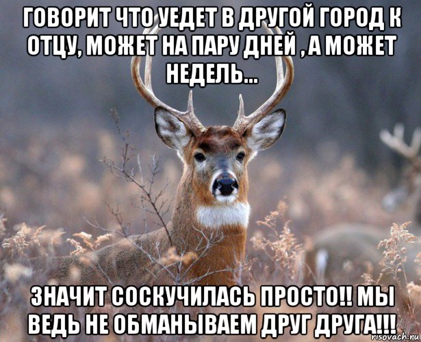 говорит что уедет в другой город к отцу, может на пару дней , а может недель... значит соскучилась просто!! мы ведь не обманываем друг друга!!!, Мем   Наивный олень