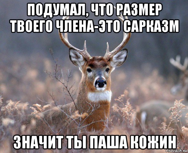 подумал, что размер твоего члена-это сарказм значит ты паша кожин, Мем   Наивный олень