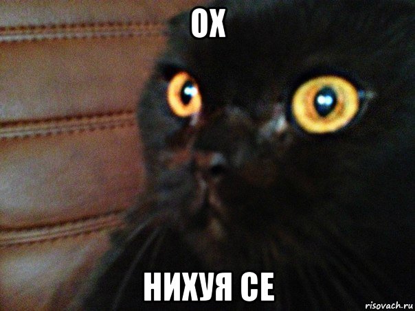 Мем с котом нихуя себе