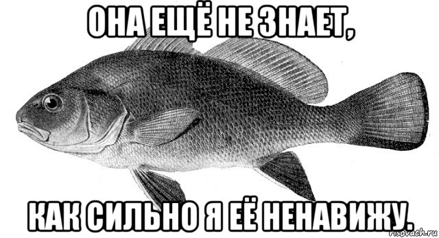 Рыбов продаете красивые. Рыба Мем. Мемы с рыбами. Рыбы красивое мэм. Рыбы красивое Мем.