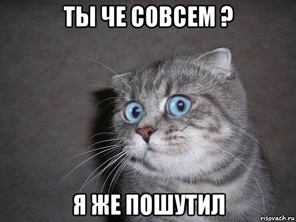 ты че совсем ? я же пошутил, Мем  удивлённый кот