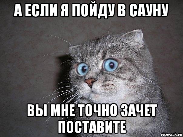 а если я пойду в сауну вы мне точно зачет поставите, Мем  удивлённый кот