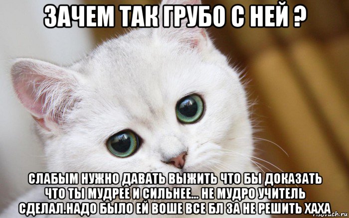 зачем так грубо с ней ? слабым нужно давать выжить что бы доказать что ты мудрее и сильнее... не мудро учитель сделал.надо было ей воше все бл за не решить хаха, Мем  В мире грустит один котик