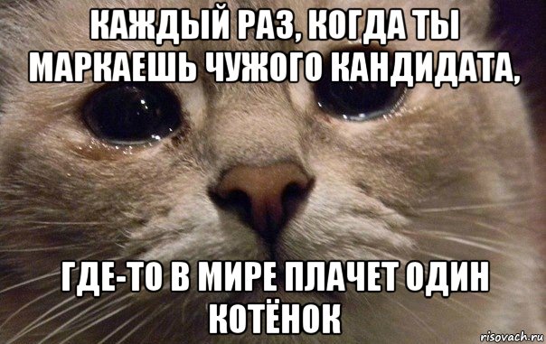 каждый раз, когда ты маркаешь чужого кандидата, где-то в мире плачет один котёнок, Мем   В мире грустит один котик