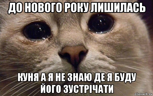 до нового року лишилась куня а я не знаю де я буду його зустрічати, Мем   В мире грустит один котик