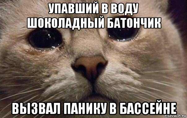 упавший в воду шоколадный батончик вызвал панику в бассейне, Мем   В мире грустит один котик