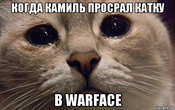 когда камиль просрал катку в warface, Мем   В мире грустит один котик