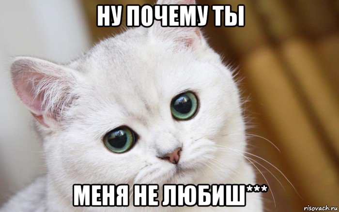 1 котик