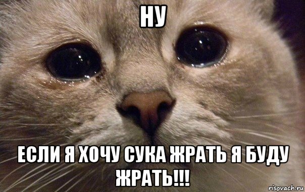 ну если я хочу сука жрать я буду жрать!!!, Мем   В мире грустит один котик