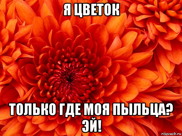 Мои цветы. Я цветочек. Цветочек Мем. Где Мои цветы. Где Мои цветы картинки.