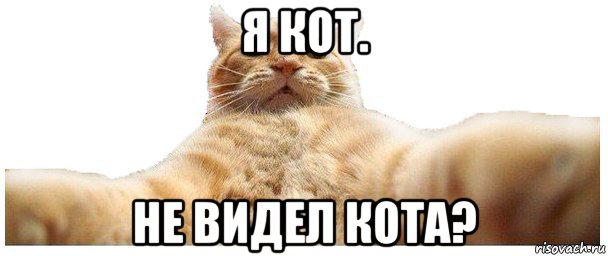 я кот. не видел кота?, Мем   Кэтсвилл