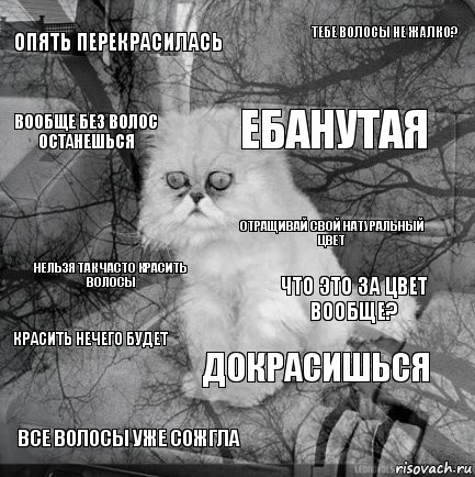 опять перекрасилась что это за цвет вообще? ебанутая все волосы уже сожгла нельзя так часто красить волосы тебе волосы не жалко? докрасишься вообще без волос останешься красить нечего будет отращивай свой натуральный цвет, Комикс  кот безысходность